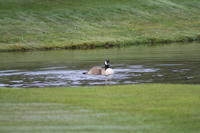 Canada Goose Photo Gallery 3 (Cardiff, Whales, United Kingdom)