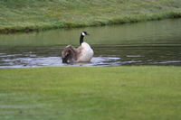 Canada Goose Photo Gallery 4 (Cardiff, Whales, United Kingdom)