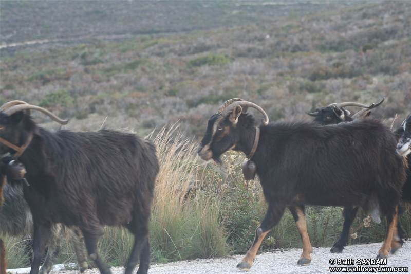 Goat Photo Gallery 1 (Izmir, Alacati)