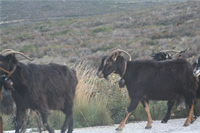 Goat Photo Gallery 1 (Izmir, Alacati)