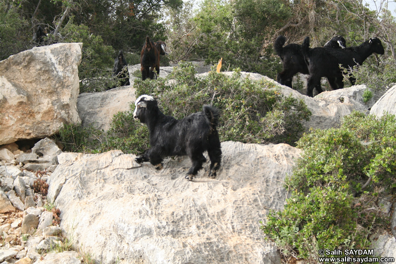 Goat Photo Gallery 2 (Mersin, Kizkalesi)