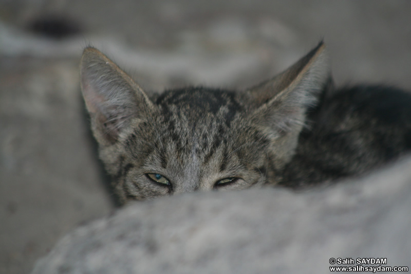 Kedi Fotoraf Galerisi 9 (Mersin, arlak)