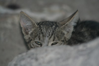Cat Photo Gallery 9 (Mersin, Sarlak)