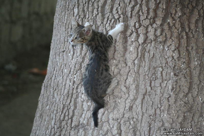 Kedi Fotoraf Galerisi 10 (Mersin, arlak)