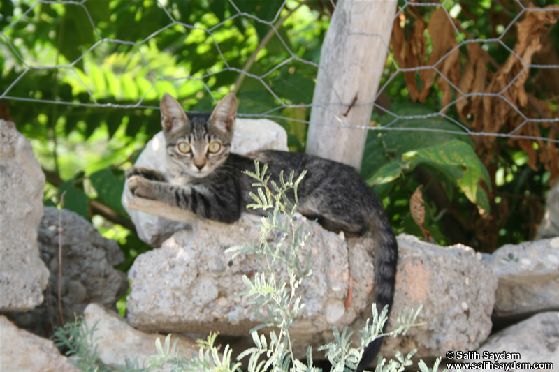 Cat Photo (Mersin, Silifke)