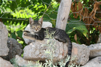 Cat Photo (Mersin, Silifke)