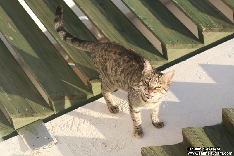 Cat Photo Gallery 6 (Izmir, Cesme)