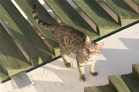 Cat Photo Gallery 6 (Izmir, Cesme)