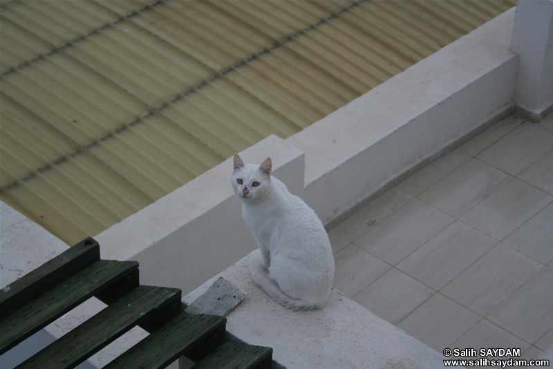 Cat Photo Gallery 7 (Izmir, Cesme)