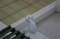 Cat Photo Gallery 7 (Izmir, Cesme)