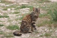 Kedi Fotoraf Galerisi 8 (Mersin, Silifke, Uzuncabur)