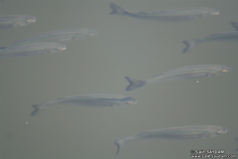 Gray Mullet Photo Gallery (Istanbul, Anadolu Hisari)