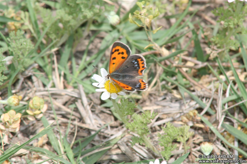 Butterfly Photo Gallery 2 (Mersin, Silifke, Uzuncaburc)