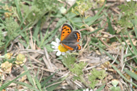 Butterfly Photo Gallery 2 (Mersin, Silifke, Uzuncaburc)