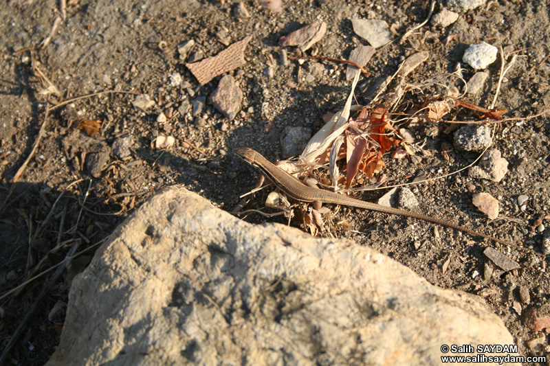 Lacertian Photo Gallery 2 (Mersin, Anamur (Mamure) Castle)