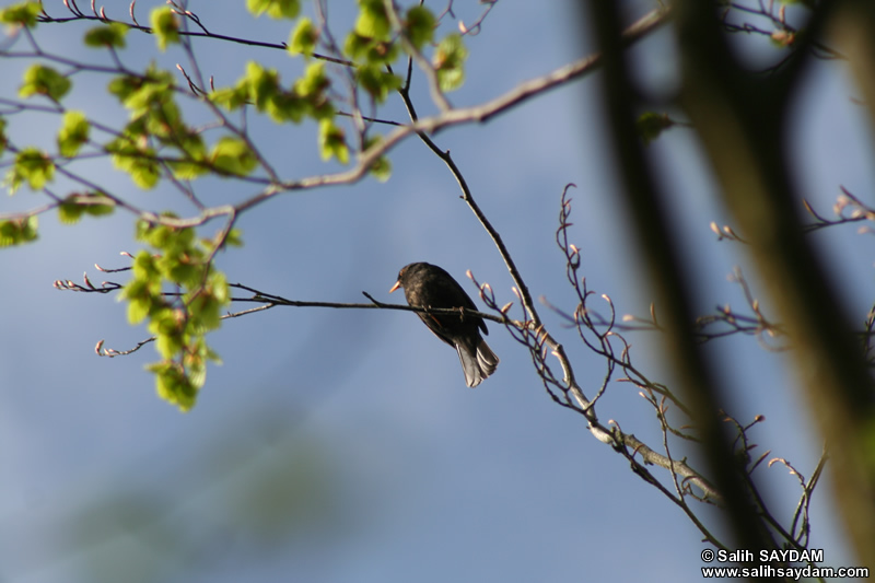 Red-billed Chough Photo Gallery (Cardiff, Whales, United Kingdom)