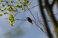 Red-billed Chough Photo Gallery (Cardiff, Whales, United Kingdom)