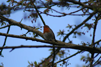 European Robin Photo Gallery (Cardiff, Whales, United Kingdom)