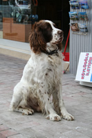 Dog Photo Gallery 8 (Bartin, Amasra)