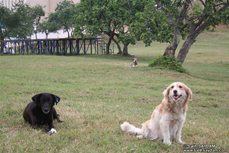 Dog Photo Gallery 3 (Sakarya)