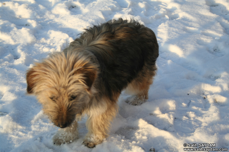 Dog Photo Gallery 4 (Ankara)