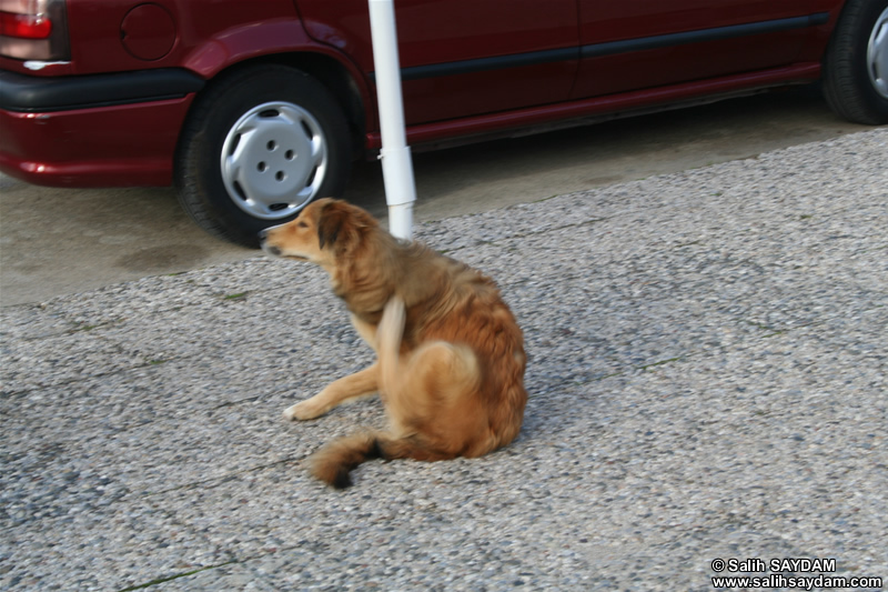 Dog Photo Gallery 5 (Izmir, Cesme)