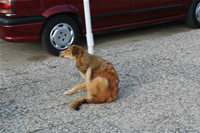 Dog Photo Gallery 5 (Izmir, Cesme)