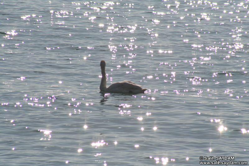 Swan Photo Gallery (Bartin, Amasra)