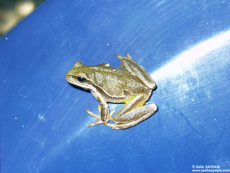 Frog Photo Gallery