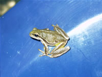 Frog Photo Gallery