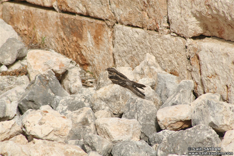 Bird Photo 2 (Mersin, Kizkalesi)