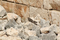 Bird Photo 2 (Mersin, Kizkalesi)