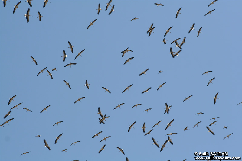 Swarm of Stork Photo Gallery (Kocaeli, Golcuk)