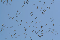 Swarm of Stork Photo Gallery (Kocaeli, Golcuk)