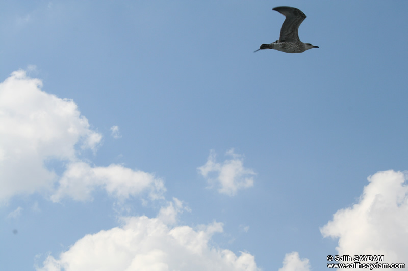 Seagull Photo 6 (Istanbul)