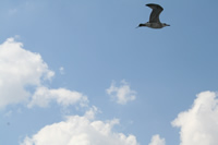 Seagull Photo 6 (Istanbul)