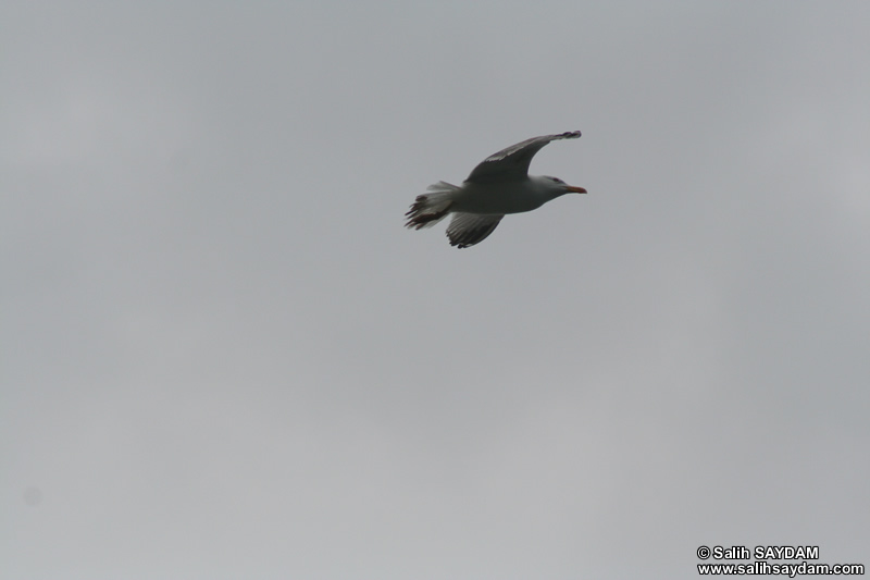 Seagull Photo Gallery 7 (Bartin, Amasra)