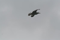 Seagull Photo Gallery 7 (Bartin, Amasra)