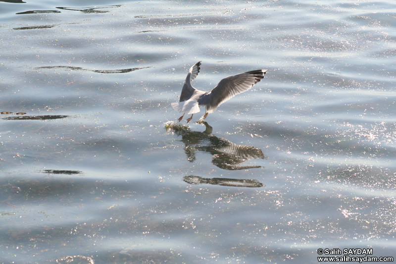 Seagull Photo Gallery 8 (Bartin, Amasra)