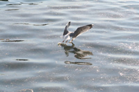 Seagull Photo Gallery 8 (Bartin, Amasra)