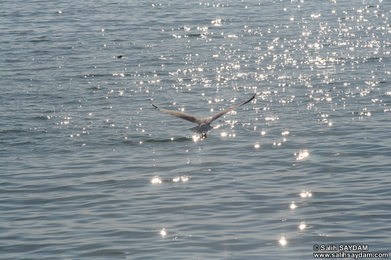 Seagull Photo Gallery 9 (Bartin, Amasra)