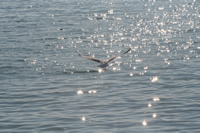 Seagull Photo Gallery 9 (Bartin, Amasra)