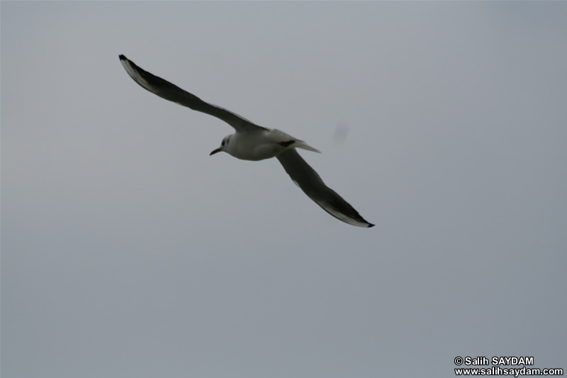 Seagull Photo Gallery 1 (Kocaeli, Golcuk, Degirmendere)