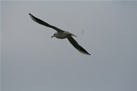 Seagull Photo Gallery 1 (Kocaeli, Golcuk, Degirmendere)