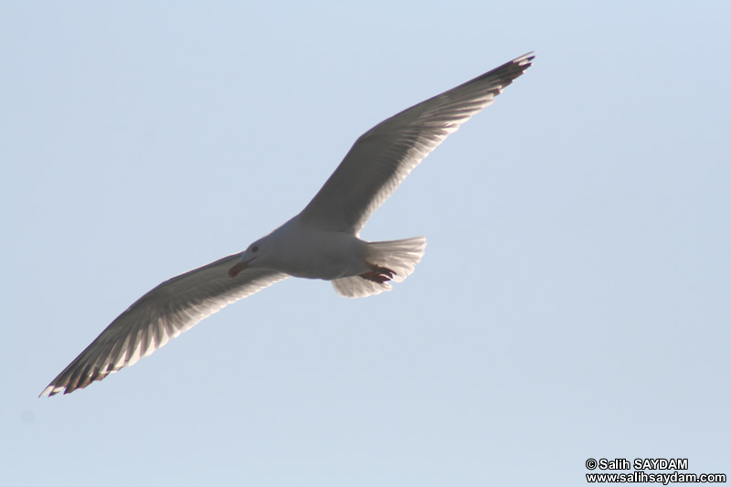 Seagull Photo Gallery 10 (Bartin, Amasra)