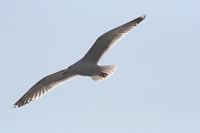 Seagull Photo Gallery 10 (Bartin, Amasra)