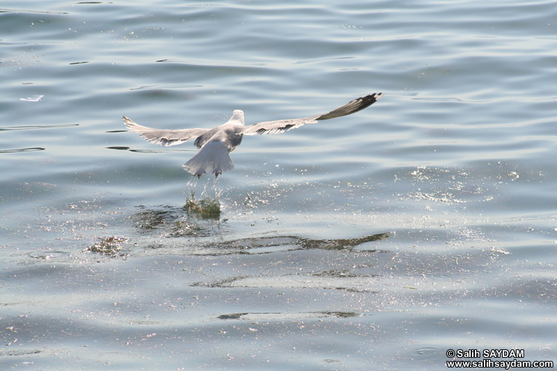Seagull Photo Gallery 11 (Bartin, Amasra)