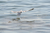 Seagull Photo Gallery 11 (Bartin, Amasra)