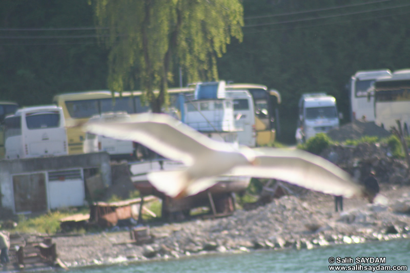Seagull Photo Gallery 12 (Bartin, Amasra)