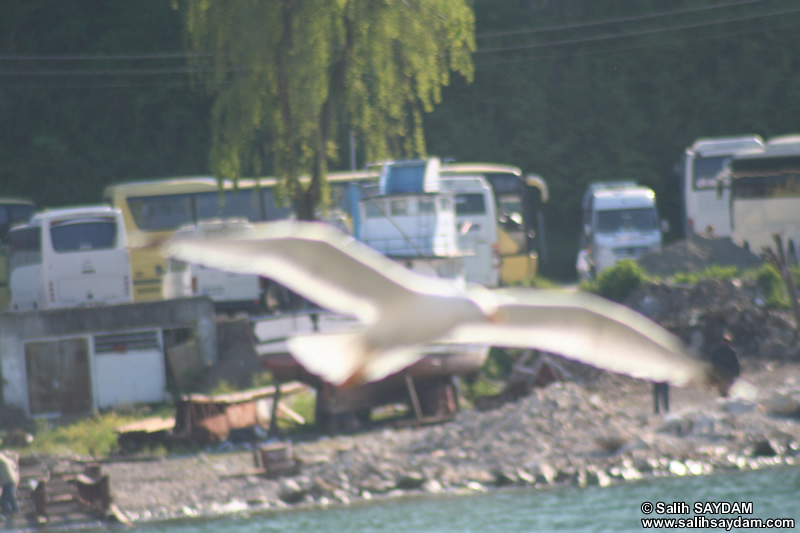 Mart Fotoraf Galerisi 12 (Bartin, Amasra)